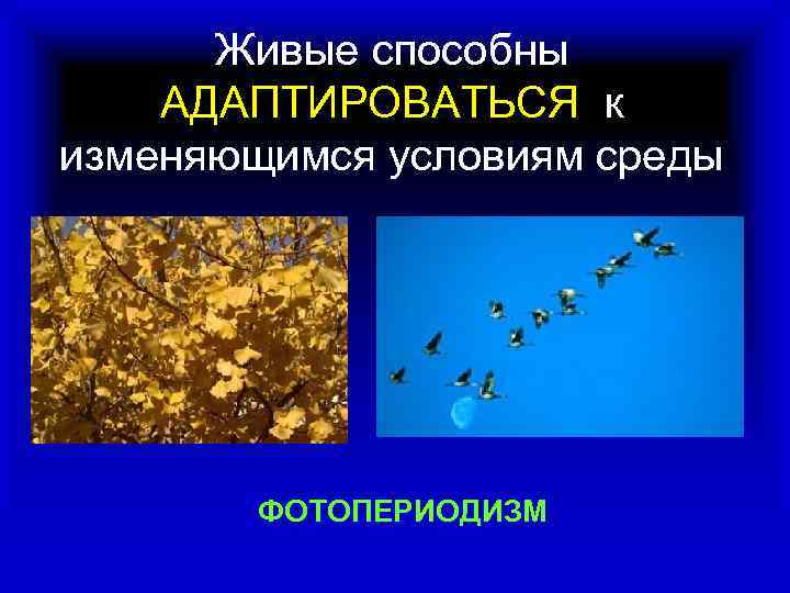 Живые способны АДАПТИРОВАТЬСЯ к изменяющимся условиям среды ФОТОПЕРИОДИЗМ 