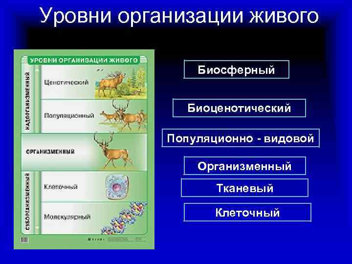 Уровни организации живого Биосферный Биоценотический Популяционно - видовой Организменный Тканевый Клеточный 