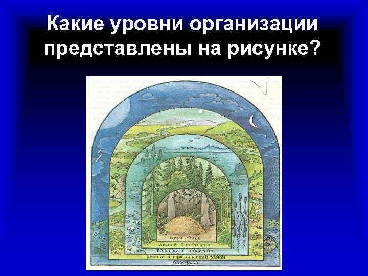 Какие уровни организации представлены на рисунке? 
