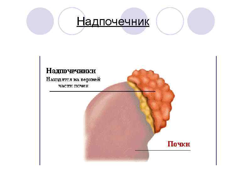 Надпочечник 
