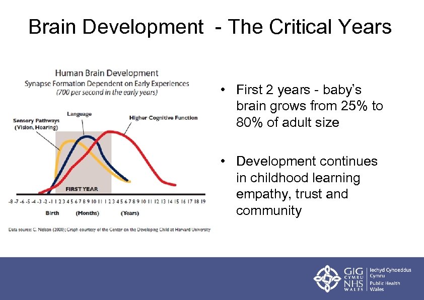 Brain Development - The Critical Years • First 2 years - baby’s brain grows