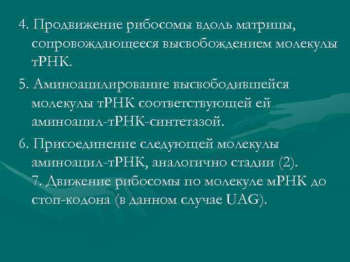 4. Продвижение рибосомы вдоль матрицы, сопровождающееся высвобождением молекулы т. РНК. 5. Аминоацилирование высвободившейся молекулы