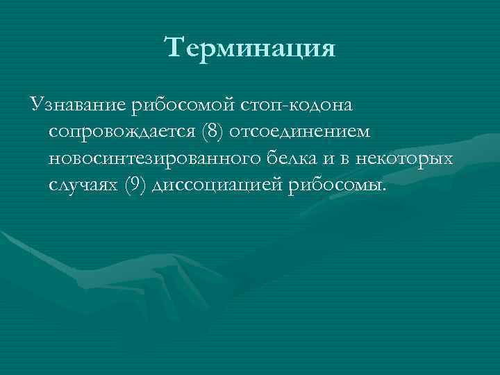 Терминация Узнавание рибосомой стоп-кодона сопровождается (8) отсоединением новосинтезированного белка и в некоторых случаях (9)
