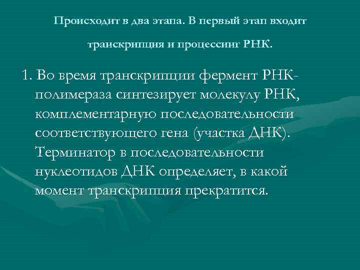 Происходит в два этапа. В первый этап входит транскрипция и процессинг РНК. 1. Во