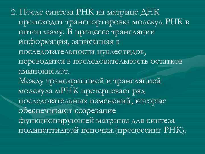 2. После синтеза РНК на матрице ДНК происходит транспортировка молекул РНК в цитоплазму. В