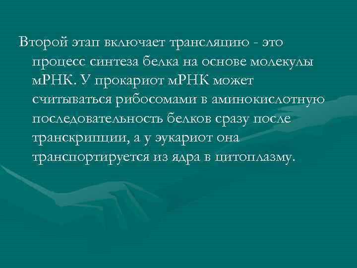Второй этап включает трансляцию - это процесс синтеза белка на основе молекулы м. РНК.