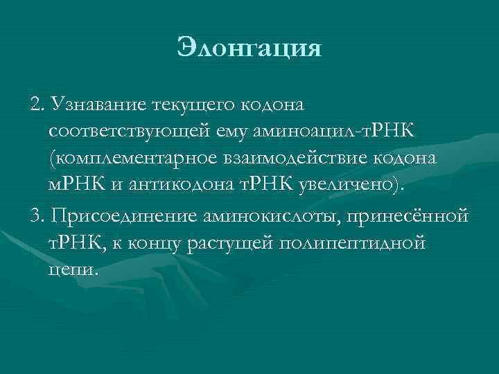 Элонгация 2. Узнавание текущего кодона соответствующей ему аминоацил-т. РНК (комплементарное взаимодействие кодона м. РНК