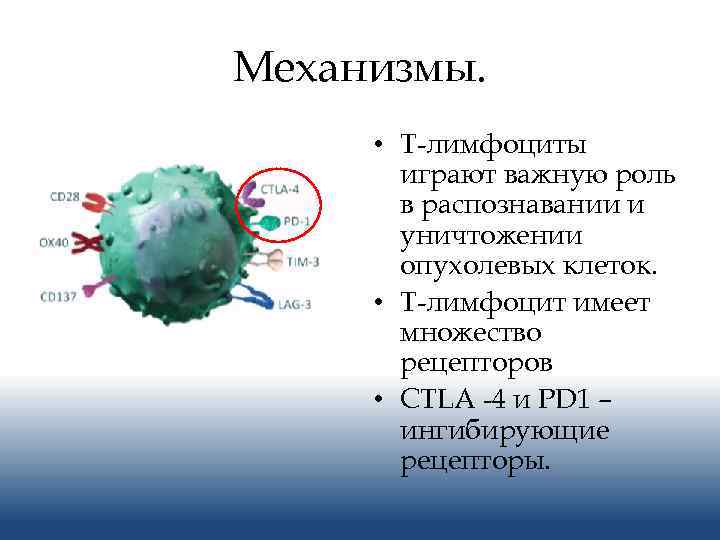 Механизмы. • Т-лимфоциты играют важную роль в распознавании и уничтожении опухолевых клеток. • Т-лимфоцит