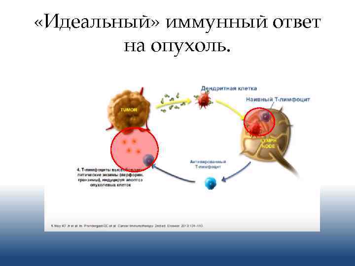  «Идеальный» иммунный ответ на опухоль. 