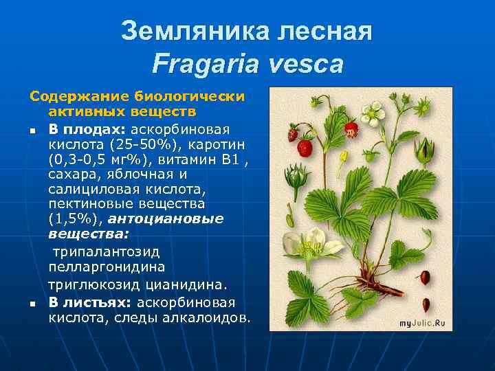 Земляника лесная Fragaria vesca Содержание биологически активных веществ n В плодах: аскорбиновая кислота (25