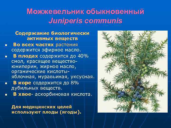 Можжевельник обыкновенный Juniperis communis n n Содержание биологически активных веществ Во всех частях растения
