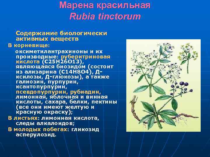 Марена красильная Rubia tinctorum Содержание биологически активных веществ В корневище: оксиметилантрахиноны и их производные: