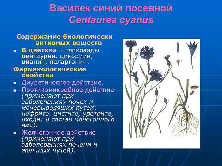 Василек синий посевной Centaurea cyanus Содержание биологически активных веществ n В цветках – гликозиды