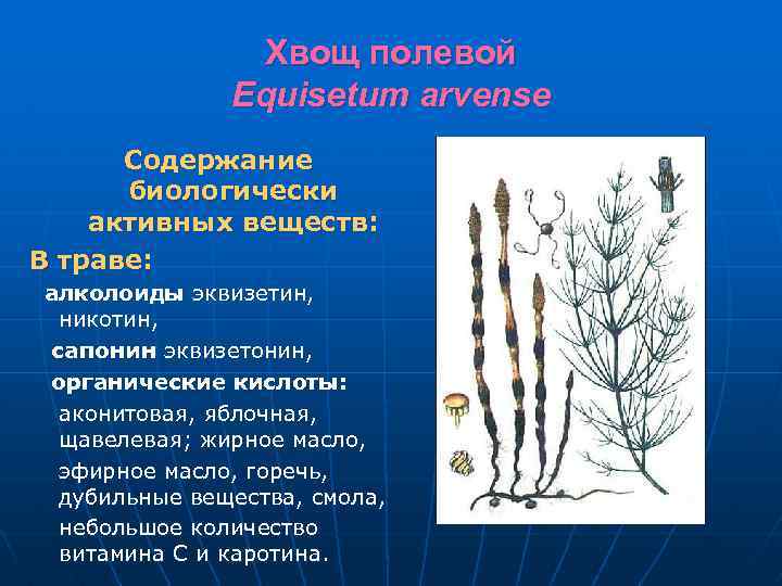 Хвощ полевой Equisetum arvense Содержание биологически активных веществ: В траве: алколоиды эквизетин, никотин, сапонин