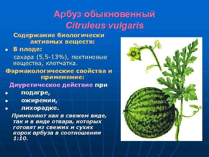 Арбуз обыкновенный Citruleus vulgaris Содержание биологически активных веществ: n В плоде: сахара (5, 5