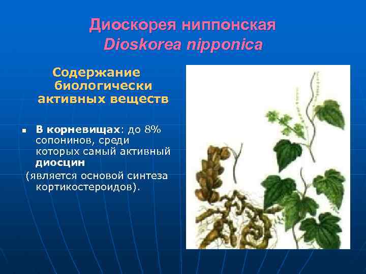 Диоскорея ниппонская Dioskorea nipponica Содержание биологически активных веществ В корневищах: до 8% сопонинов, среди