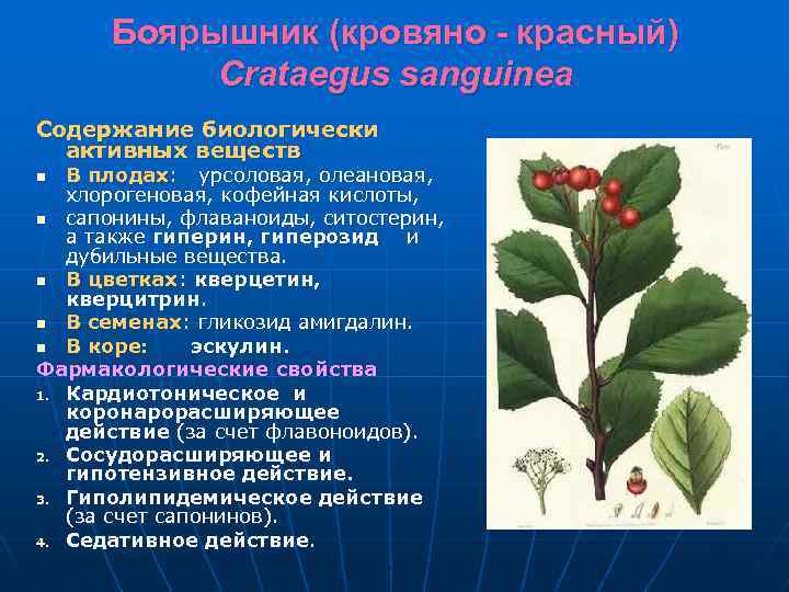 Основные группы лекарственных растений. Травы содержащие сапонины. Растения содержащие сапонины. Фитотерапия дубильные вещества. Основные БАВ лекарственных растений.