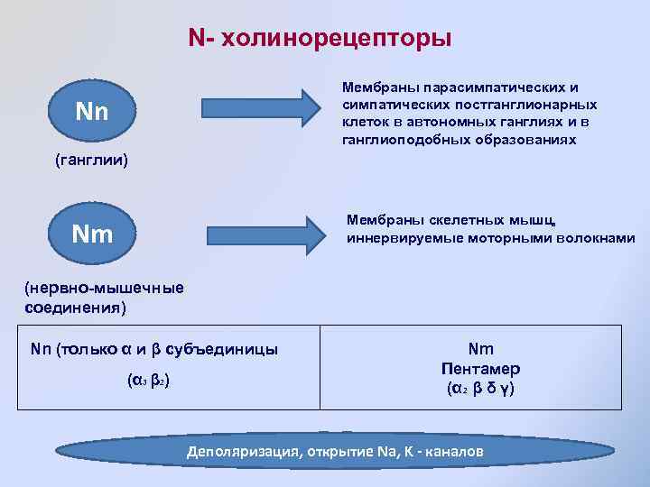 N- холинорецепторы Мембраны парасимпатических и симпатических постганглионарных клеток в автономных ганглиях и в ганглиоподобных