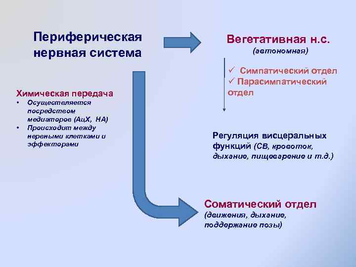 Периферическая нервная система Химическая передача • • Осуществляется посредством медиаторов (Ац. Х, НА) Происходит