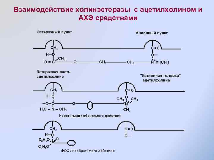 Взаимодействие холинэстеразы с ацетилхолином и АХЭ средствами 