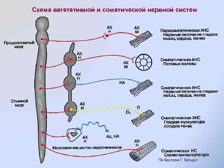 Схема вегетативной и соматической нервной систем По Бертрам Г. Катцунг 