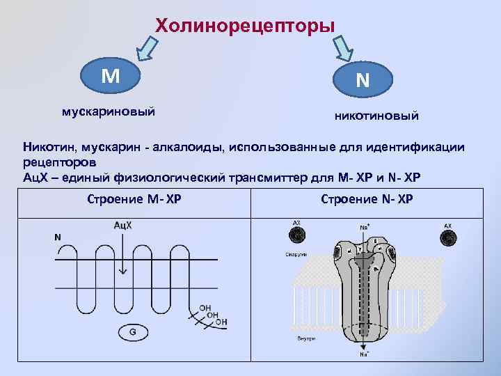 Холинорецепторы М мускариновый N никотиновый Никотин, мускарин - алкалоиды, использованные для идентификации рецепторов Ац.