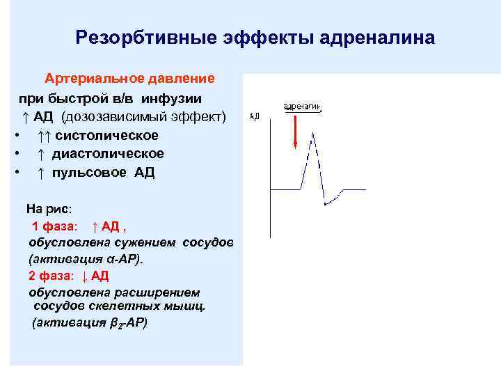 Действие адреналина на сосуды