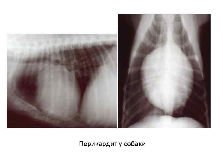 Перикардит у собаки 