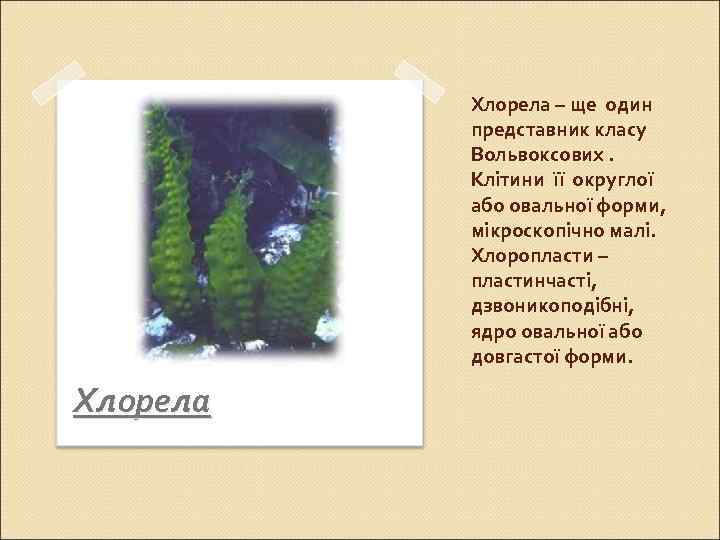 Хлорела – ще один представник класу Вольвоксових. Клітини її округлої або овальної форми, мікроскопічно