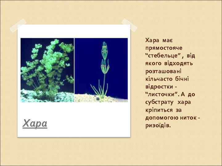 Хара має прямостояче “стебельце” , від якого відходять розташовані кільчасто бічні відростки “листочки”. А