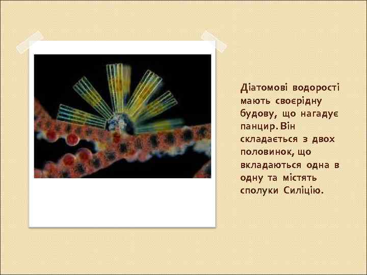 Діатомові водорості мають своєрідну будову, що нагадує панцир. Він складається з двох половинок, що