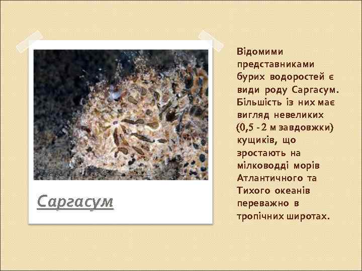 Саргасум Відомими представниками бурих водоростей є види роду Саргасум. Більшість із них має вигляд