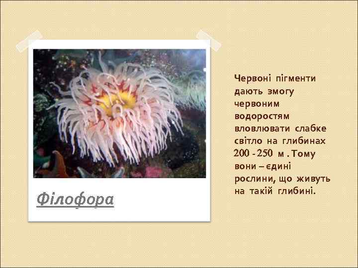Філофора Червоні пігменти дають змогу червоним водоростям вловлювати слабке світло на глибинах - м.