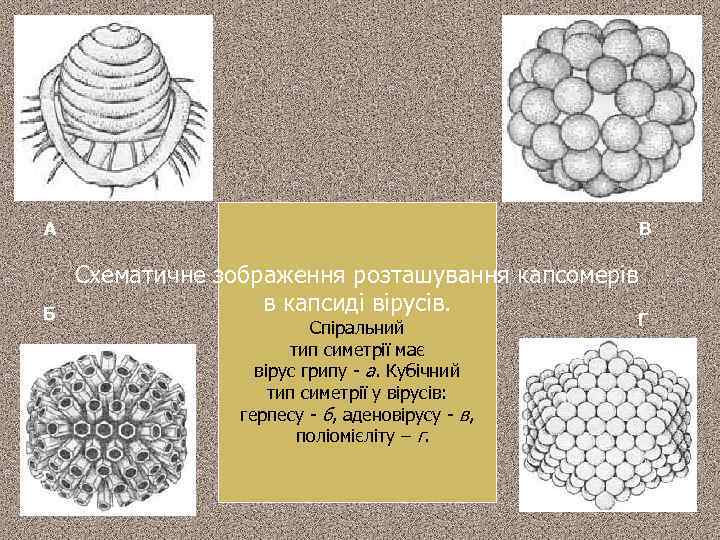 А Б В Схематичне зображення розташування капсомерів в капсиді вірусів. Спіральний тип симетрії має