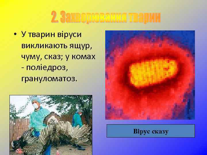  • У тварин віруси викликають ящур, чуму, сказ; у комах - поліедроз, грануломатоз.