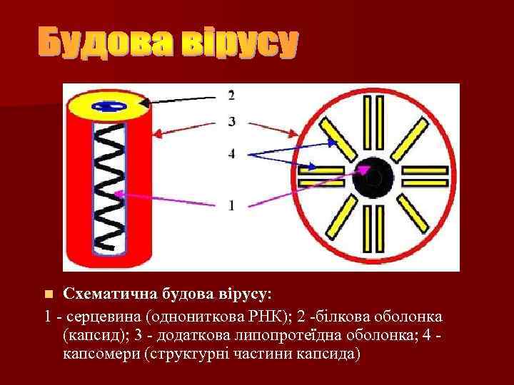 Схематична будова вірусу: 1 - серцевина (однониткова РНК); 2 -білкова оболонка серцевина (капсид); 3