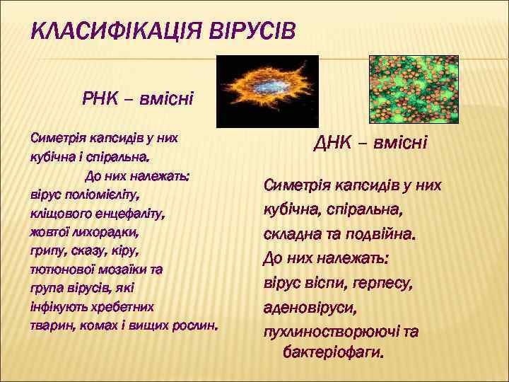 КЛАСИФІКАЦІЯ ВІРУСІВ РНК – вмісні Симетрія капсидів у них кубічна і спіральна. До них
