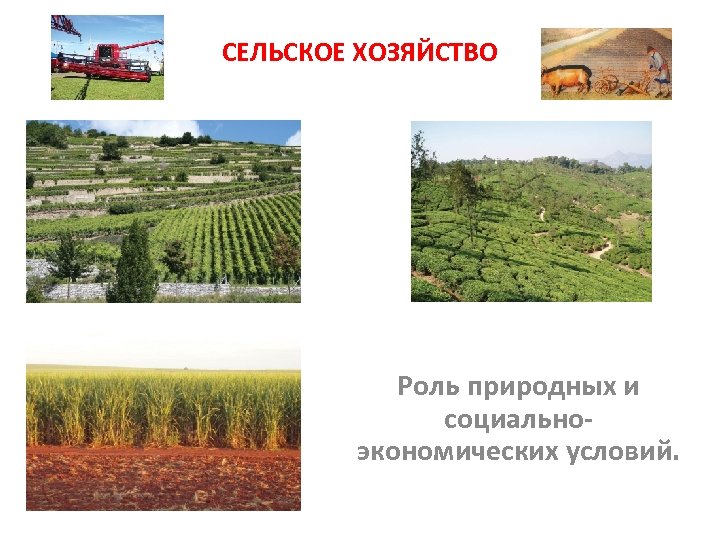СЕЛЬСКОЕ ХОЗЯЙСТВО Роль природных и социальноэкономических условий. 