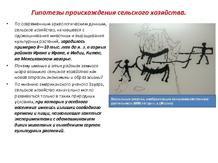 Гипотезы происхождения сельского хозяйства. • • • По современным археологическим данным, сельское хозяйство, начавшееся