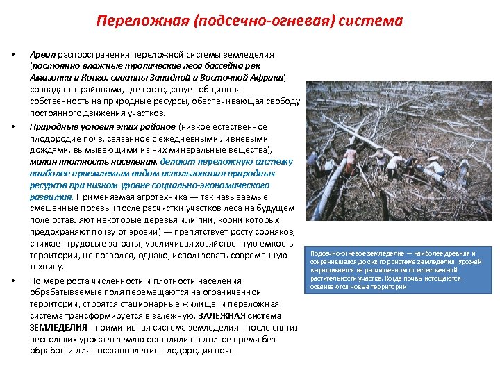 Переложная (подсечно-огневая) система • • • Ареал распространения переложной системы земледелия (постоянно влажные тропические