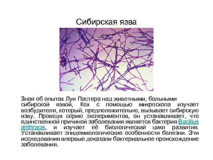 Сибирская язва Зная об опытах Луи Пастера над животными, больными сибирской язвой, Кох с