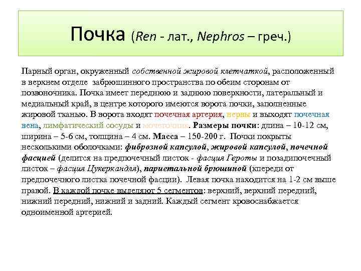 Почка (Ren - лат. , Nephros – греч. ) Парный орган, окруженный собственной жировой