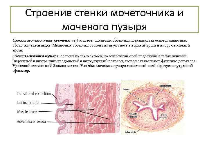 Строение стенки мочеточника и мочевого пузыря Стенка мочеточника состоит из 4 -х слоев: слизистая