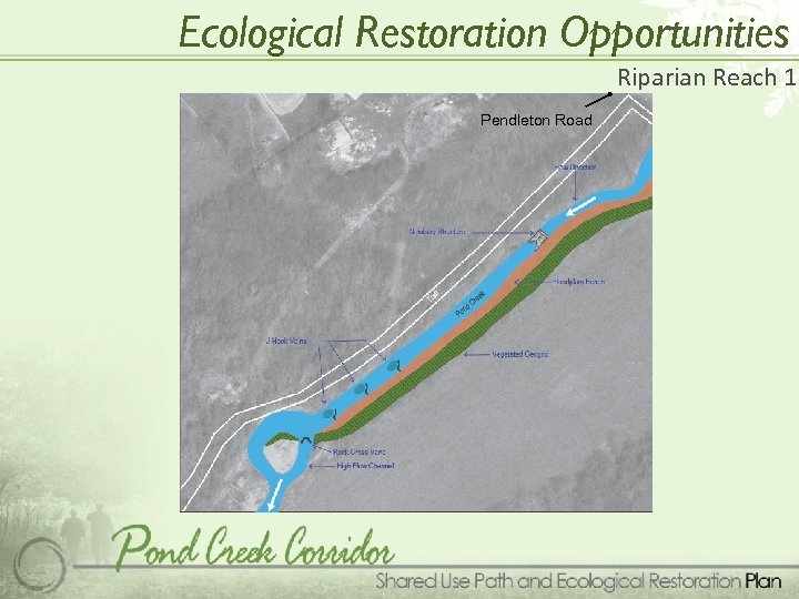Ecological Restoration Opportunities Riparian Reach 1 Pendleton Road 