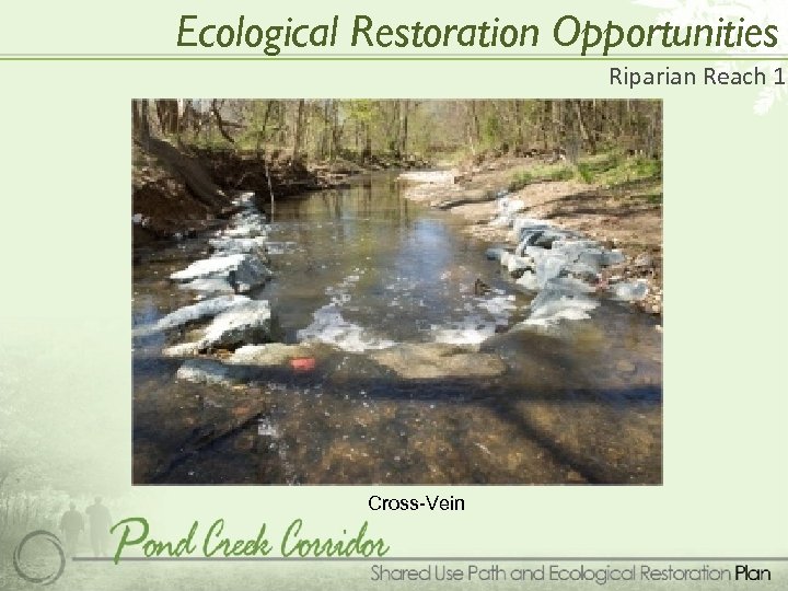 Ecological Restoration Opportunities Riparian Reach 1 Cross-Vein 