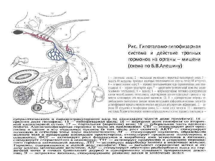 Рис. Гипоталамо-гипофизарная система и действие тропных гормонов на органы – мишени (схема по Б.