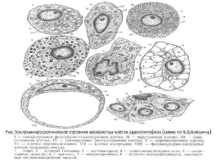 Рис. Ультрамикроскопическое строение железистых клеток аденогипофиза (схема по Б. В. Алешину ) 