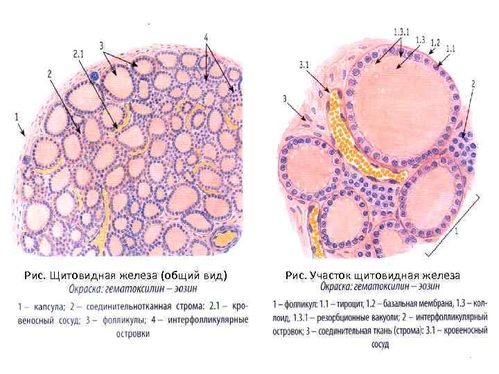 Рис. Щитовидная железа (общий вид) Рис. Участок щитовидная железа 