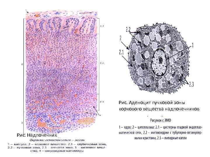 Рис. Аденоцит пучковой зоны коркового вещества надпочечников Рис. Надпочечник 