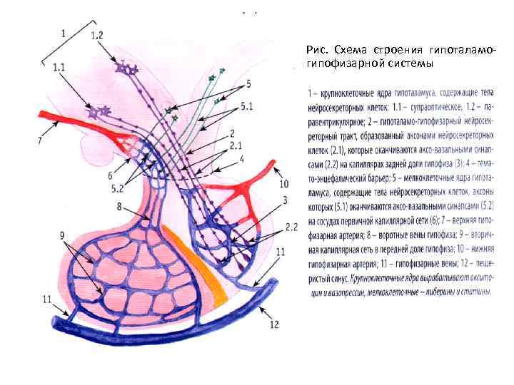 Рис. Схема строения гипоталамогипофизарной системы 